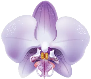 🌺 orchidea, fiore, viola, fioritura, natura, floreale whatsapp sticker