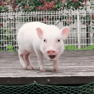 🐽 whatsapp sticker