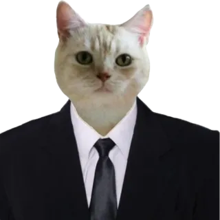 👨‍⚖️ 고양이, 정장, 동물, 비즈니스, 밈, 웃긴 telegram sticker