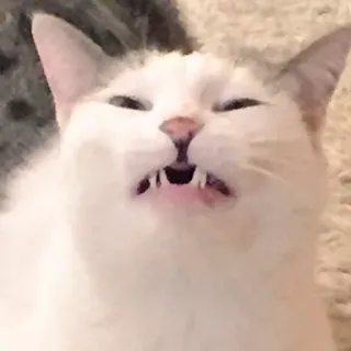 😫 cat, animal, funny, meme, cute, pet whatsapp sticker