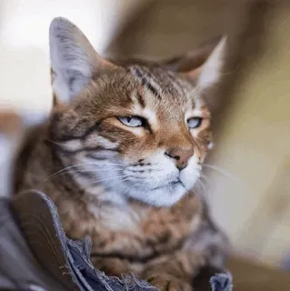 😒 chat, animal, animal de compagnie, animal domestique, félin, mammifère, chat tigré, chat domestique telegram sticker