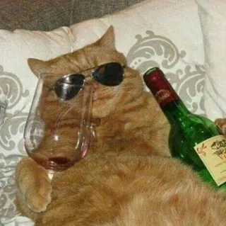 🐱 cat, sunglasses, wine, drinking, cool, pet, alcohol telegram sticker