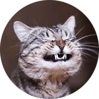 😁 gato, animal, animal de estimação, felino, sorriso whatsapp sticker