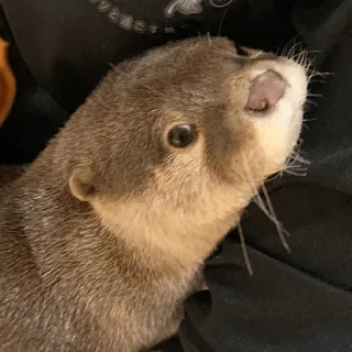 😣 loutre, animal, mignon, faune, mammifère, loutre de mer telegram sticker