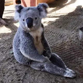 🐨 koala, animal, wildlife, australia, marsupial, cute, nature telegram sticker