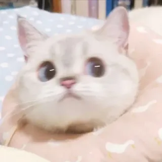 🤨 kat, schattig, dier, huisdier, kitten, huiskat, witte kat, blauwe ogen telegram sticker