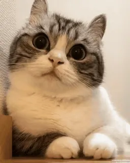 😺 kot, słodki, zwierzę domowe, zwierzę, kot domowy, koci, wielkie oczy whatsapp sticker
