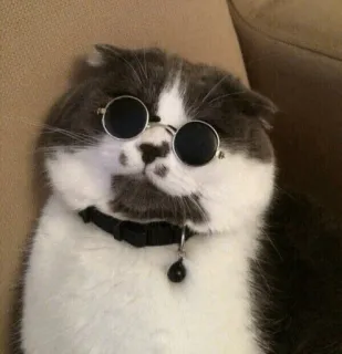 😎 고양이, 선글라스, 애완 동물, 동물, 귀여운, 멋진 telegram sticker