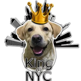 🤴 King of NYC dog, king, crown, NYC, New York City, cityscape telegram sticker