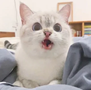 🥺 gato, gatinho, fofo, animal de estimação, animal, chocado, boca aberta telegram sticker