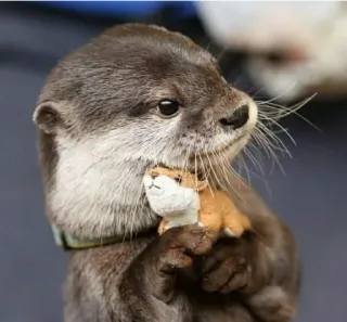 Otter love telegram stickers