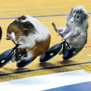 🚴‍♀️ guinea pig, bicycle, pet, animal, rodent, funny telegram sticker