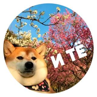 😐 ИТЁ 犬, 柴犬, 花, 桜, 春, 自然, ロシア telegram sticker