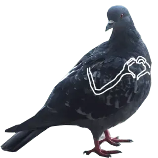 ❤️ 鸽子, 鸟, 爱, 心, 动物, 自然 whatsapp sticker