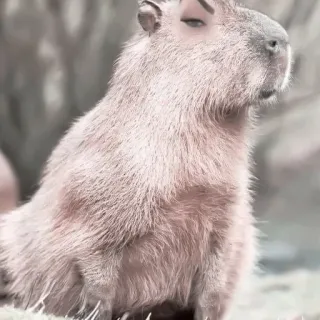 🪵 Capivara, Animal, Roedor, Fofo, Vida Selvagem telegram sticker