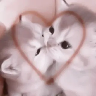 🥠 Katzen, Herz, Liebe, Tiere, süß, Haustiere telegram sticker