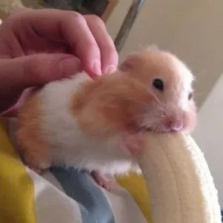 🍌 criceto, banana, animale domestico, animale, carino, roditore, piccolo animale telegram sticker