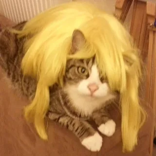 👩 Katze, Perücke, Haustier, Tier, Humor, lustig whatsapp sticker