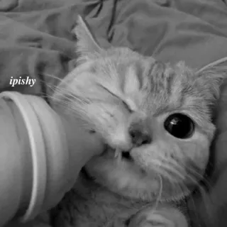 🕸 ipishy 猫, 小猫, 婴儿, 动物, 可爱, 瓶子, 宠物 telegram sticker
