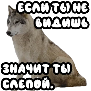 👀 ЕСЛИ ТЫ НЕ ВИДИШЬ ЗНАЧИТ ТЫ СЛЕПОЙ. lupo, animale, testo, russo telegram sticker
