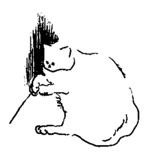 🤍 кот, животное, наклейка, питомец telegram sticker