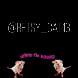 👍 @BETSY_CAT13
ебать ты крыса rat, offensant, insulte, animaux telegram sticker