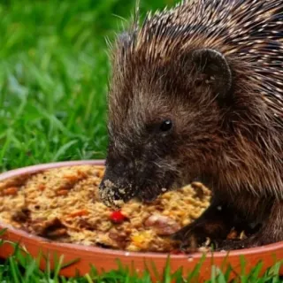 🍚 egel, dier, wilde dieren, natuur, schattig, eten, huisdier telegram sticker