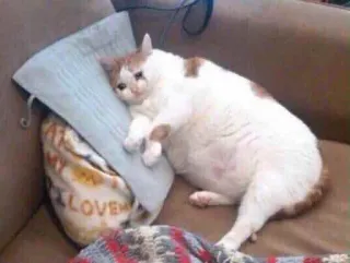 😭 LOVE cat, animal, pillow, couch, love, pet, domestic animal, lazy whatsapp sticker
