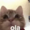 🐈‍⬛