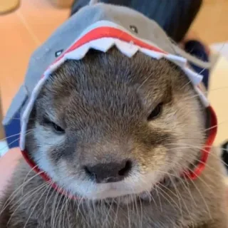 🐾 loutre, chapeau requin, mignon, animal, mammifère whatsapp sticker