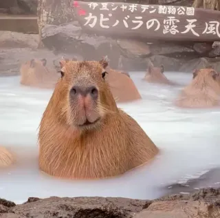 😏 capybara, rongeur, animal, source chaude, onsen, bain whatsapp sticker