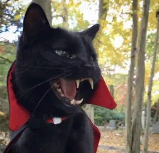 🖤 kot, wampir, halloween, zwierzę, zwierzak, czarny kot, Dracula, kostium telegram sticker