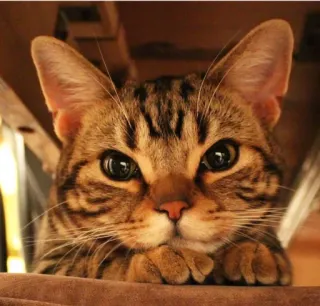 🐱 kot, zwierzę, zwierzę domowe, kotowate, kot domowy, kot pręgowany, ssak, słodki telegram sticker