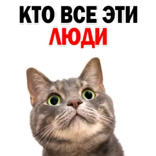😞 КТО ВСЕ ЭТИ ЛЮДИ gato, meme, russo, pergunta, pessoas, quem são essas pessoas whatsapp sticker