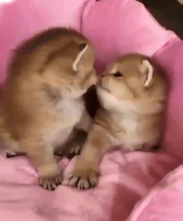 ❤️ chatons, chats, animaux, mignon, bébés animaux, animaux de compagnie telegram sticker