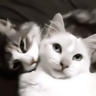 ♻️ gato, gatito, mascota, animal, lindo, gato blanco, gato gris telegram sticker