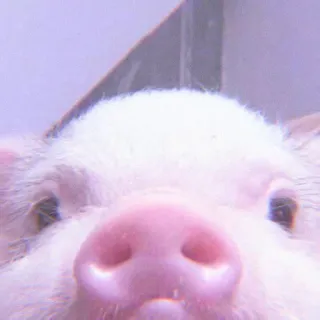 🐽 pig, animal, cute, farm, pink, snout telegram sticker