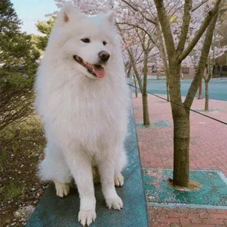 ❤️ Samojede, Hund, weißer Hund, Tier, Haustier, flauschig, Kirschblüten, Frühling telegram sticker