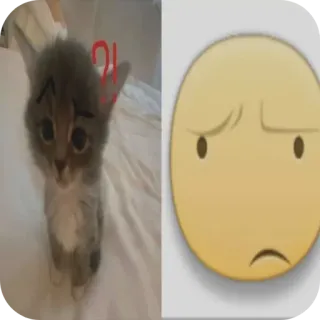 🐱 小猫, 猫, 可爱, 动物, 表情符号, 困惑, 搞笑 telegram sticker