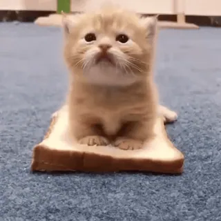🥪 kitten, cat, bread, animal, cute, pet whatsapp sticker