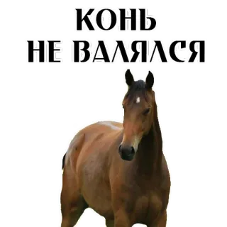 😍 КОНЬ
НЕ ВАЛЯЛСЯ ngựa, động vật, động vật có vú, họ ngựa, hài hước whatsapp sticker