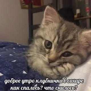🥺 доброе утро клубничка в сахаре как спалось? что снилось? cat, kitten, animal, cute, pet telegram sticker