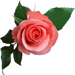 🌹 Blume, Rose, Natur, Blumenmuster, Pflanze, Blüte whatsapp sticker