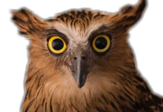 👀 gufo, uccello, fauna selvatica, animale, natura whatsapp sticker