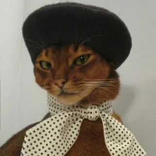 👒 chat, béret, écharpe, animal de compagnie, animal telegram sticker