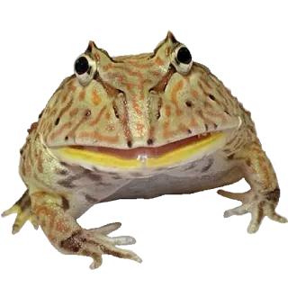 😨 kikker, amfibie, dier, wildlife, natuur telegram sticker
