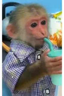 🥤 aap, dier, drinken, shirt, schattig, huisdier whatsapp sticker