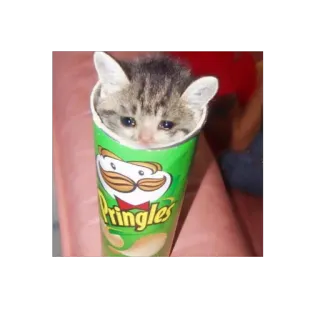 😢 Pringles kucing, anak kucing, Pringles, makanan, hewan, camilan telegram sticker