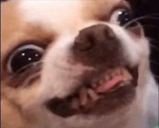 🙂 chihuahua whatsapp sticker