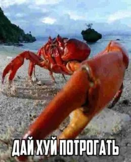 😈 ДАЙ ХУЙ ПОТРОГАТЬ crab, beach, offensive, humor whatsapp sticker